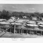 Lyons-Magnus Cherry processing plant was located at 6721 Sebastopol Avenue from 1953 to 1971. There were 20 brine tanks each holding 28,000 gallons of locally grown Royal Ann cherries. The cherries were put in a brine solution which takes out sugar and color and hardens the cherries. The cherries then go to the firm’s San Francisco plant for cooking and sweetening into Maraschino Cherries.