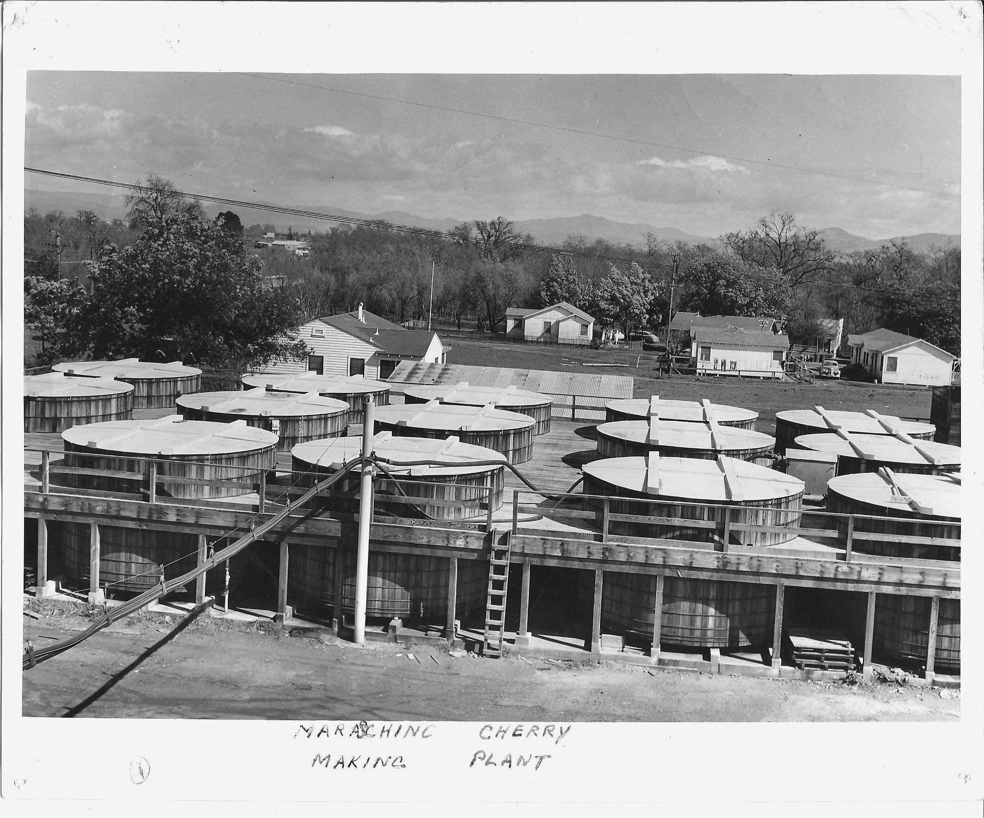 Lyons-Magnus Cherry processing plant was located at 6721 Sebastopol Avenue from 1953 to 1971. There were 20 brine tanks each holding 28,000 gallons of locally grown Royal Ann cherries. The cherries were put in a brine solution which takes out sugar and color and hardens the cherries. The cherries then go to the firm’s San Francisco plant for cooking and sweetening into Maraschino Cherries.